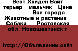 Вест Хайден Вайт терьер - мальчик › Цена ­ 35 000 - Все города Животные и растения » Собаки   . Ростовская обл.,Новошахтинск г.